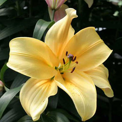 Giant Orienpet Lily Orania