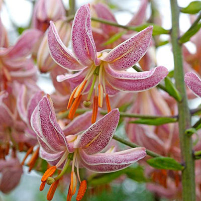 Old Lily Pink Morning