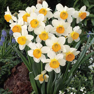 Large Cupped Daffodil Sempre Avanti