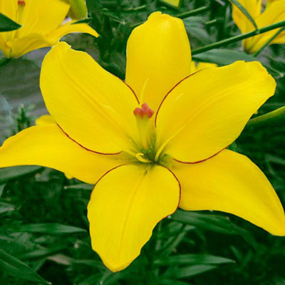 Asiatic Lily Yellow Cocotte