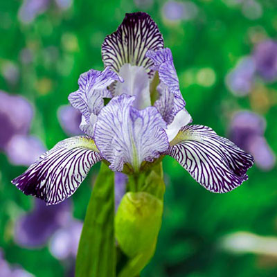 Intermediate Bearded Iris Variegata Reginae