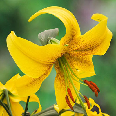 Giant Hybrid Lily Gold Class