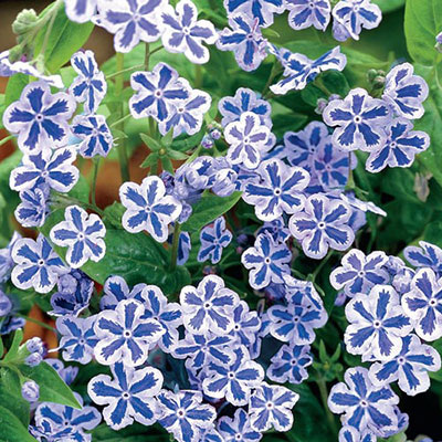 Omphaloides Starry Eyes