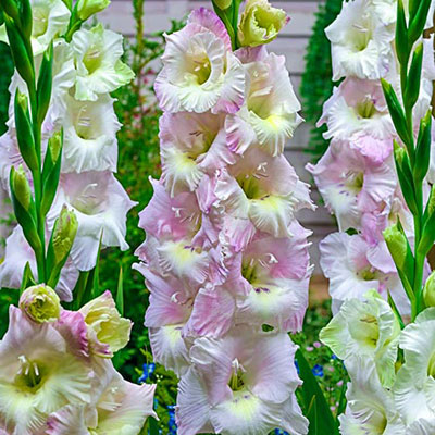 Gladiolus Candy Floss
