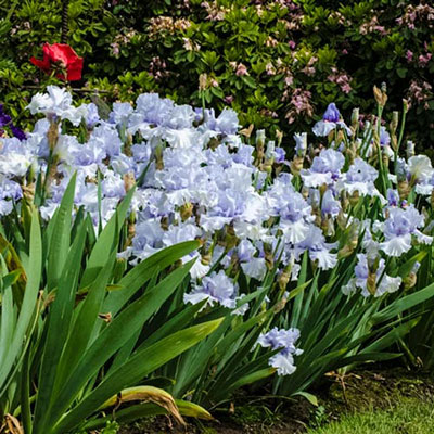 Reblooming German Iris Sea Of Love