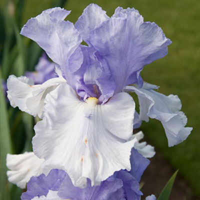 Reblooming German Iris Sea Of Love