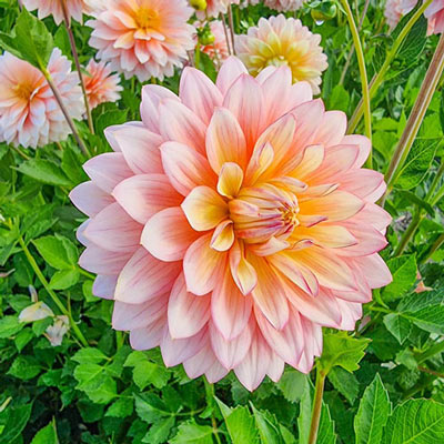 Decorative Dahlia Sheer Heaven