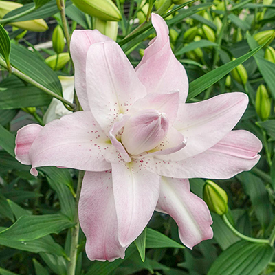 Double Oriental Lily Lotus Queen