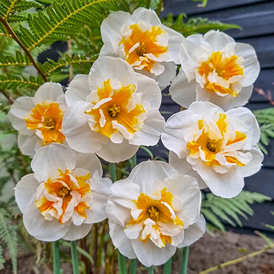 Split-Corona Daffodil Dolly Mollinger
