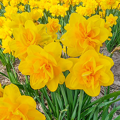 Double Daffodil Sunday Star