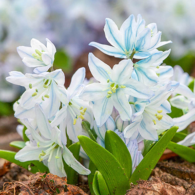 White Squill