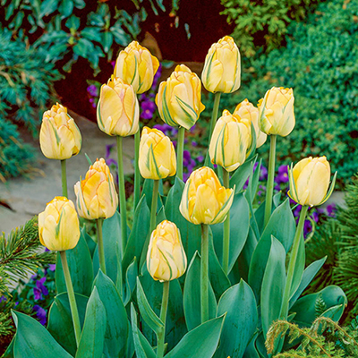 Darwin Hybrid Tulip Akebono