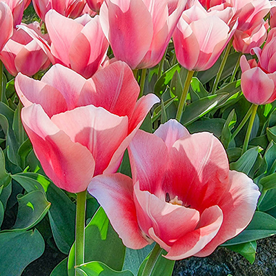 Darwin Hybrid Tulip Bella Blush