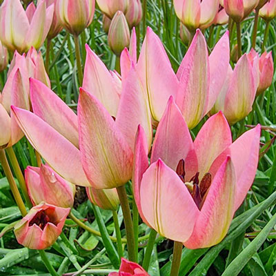 Tulip Danique 