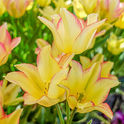 Sun Kissed Bouquet Tulip