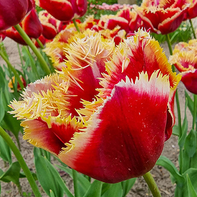 Fringed Tulip Mercure