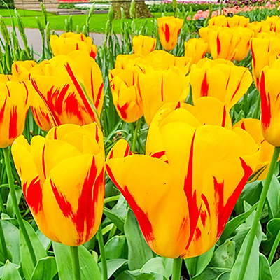 Triumph Tulip Washington