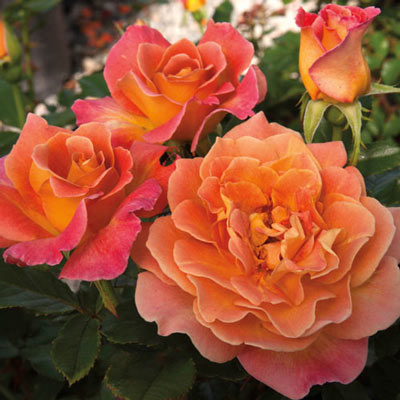 Rosie the Riveter<sup>™</sup> Floribunda Rose 