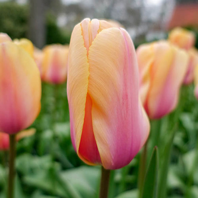 Darwin Hybrid Tulip Blushing Impression