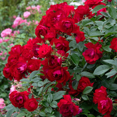 Floribunda Rose Oh My®