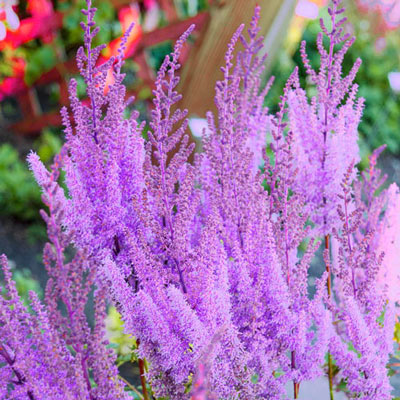 Astilbe Purple Candles