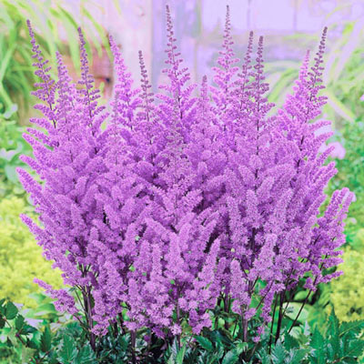 Astilbe Purple Candles