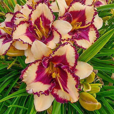 Daylily Tropical Surprise