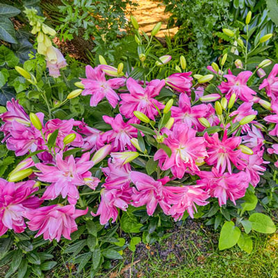 Double-Flowered Border Lily Lotus Joy