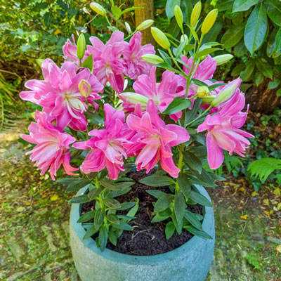 Double-Flowered Border Lily Lotus Joy