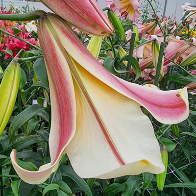 Giant Hybrid Lily Miss Peculiar