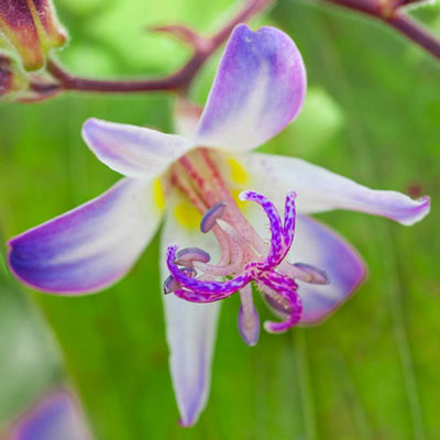 Toad Lily Tojen