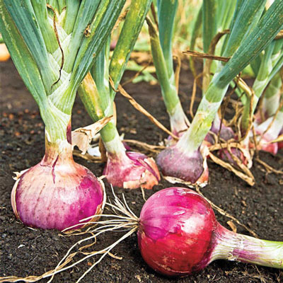 Red Candy Apple Onion