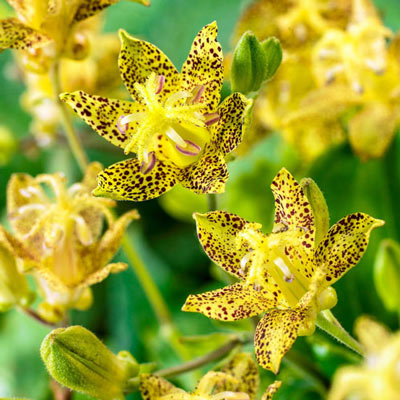 Toad Lily Golden Festival