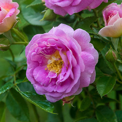 Arctic Blue<sup>™</sup> Floribunda Rose