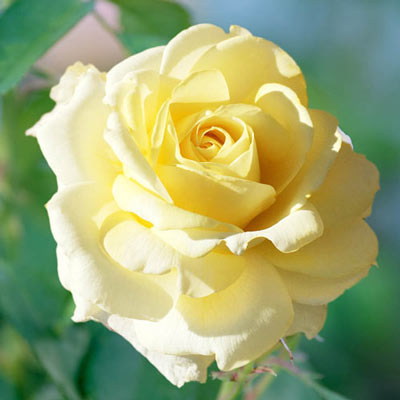 Chantilly Cream Hybrid Tea Rose