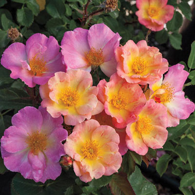 Watercolors Home Run Shrub Rose