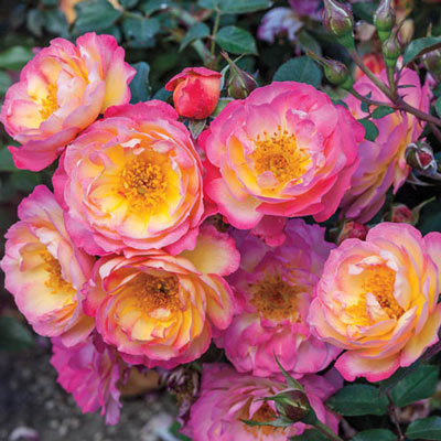 Rainbow Happy Trails<sup>™</sup> Groundcover Rose