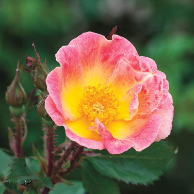 Rainbow Happy Trails<sup>™</sup> Groundcover Rose