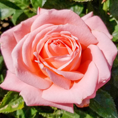 Heavenly Scented<sup>™</sup> Hybrid Tea Rose