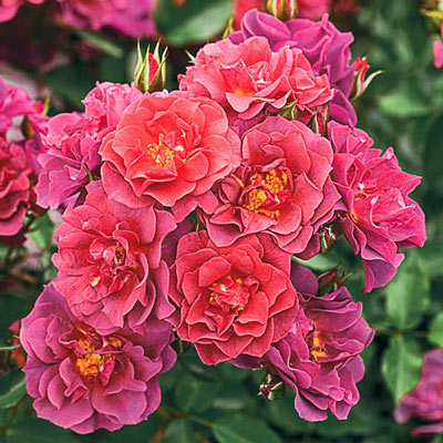 Floribunda Rose Cinco de Mayo<sup>™</sup>