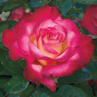 Dick Clark Grandiflora Rose