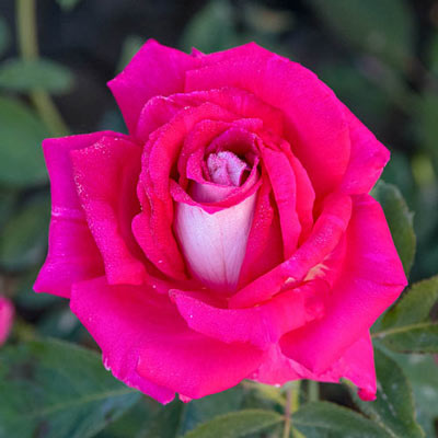 Picture Perfect<sup>™</sup> Hybrid Tea Rose