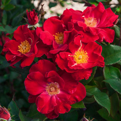 Top Gun<sup>™</sup> Shrub Rose