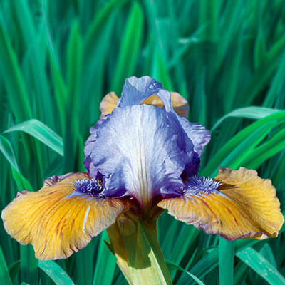 Dwarf German iris Blueberry Tart