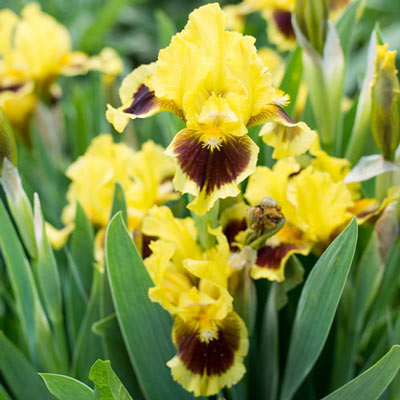 Dwarf German iris Ultimate