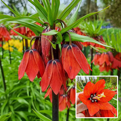 Crown Imperial Red Beauty