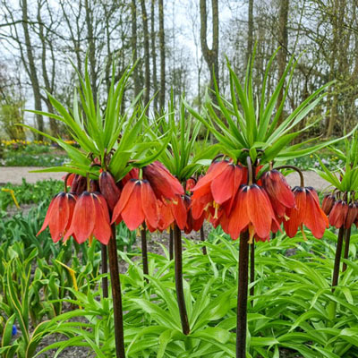 Crown Imperial Red Beauty