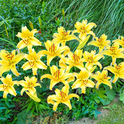 Gold Fever Dwarf Oriental Lily