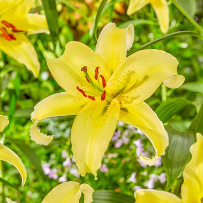 Gold Fever Dwarf Oriental Lily