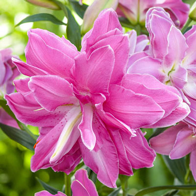 Double Oriental Lily Lotus Wonder